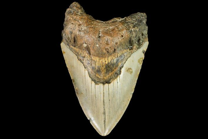 Fossil Megalodon Tooth - North Carolina #108889